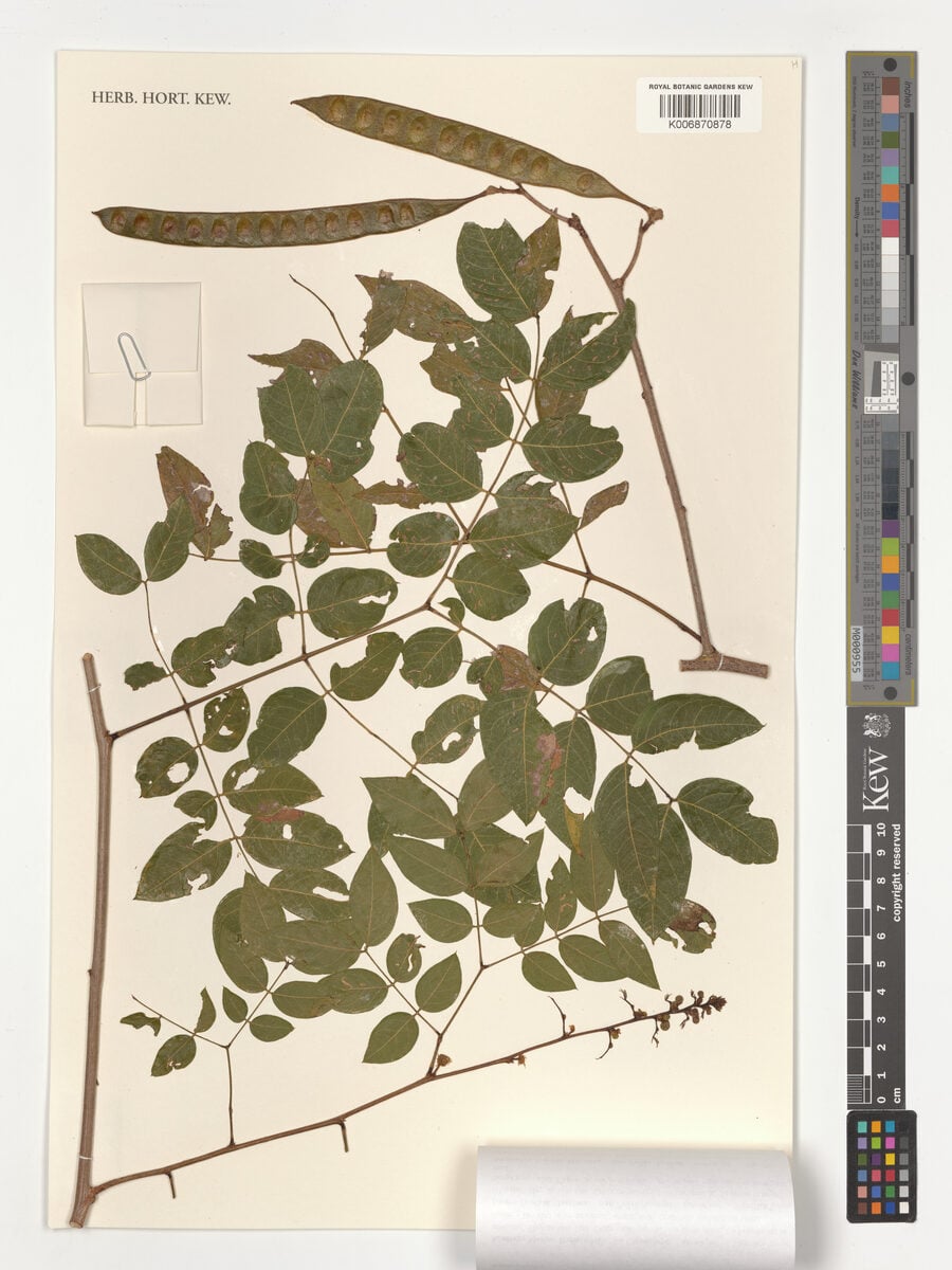 Leucaena macrophylla subsp. istmensis