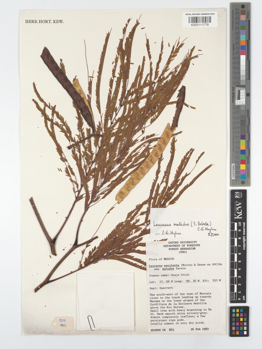 Leucaena matudae (Guaje chismoso) — photo