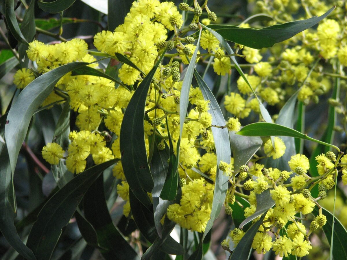 Leucaena matudae