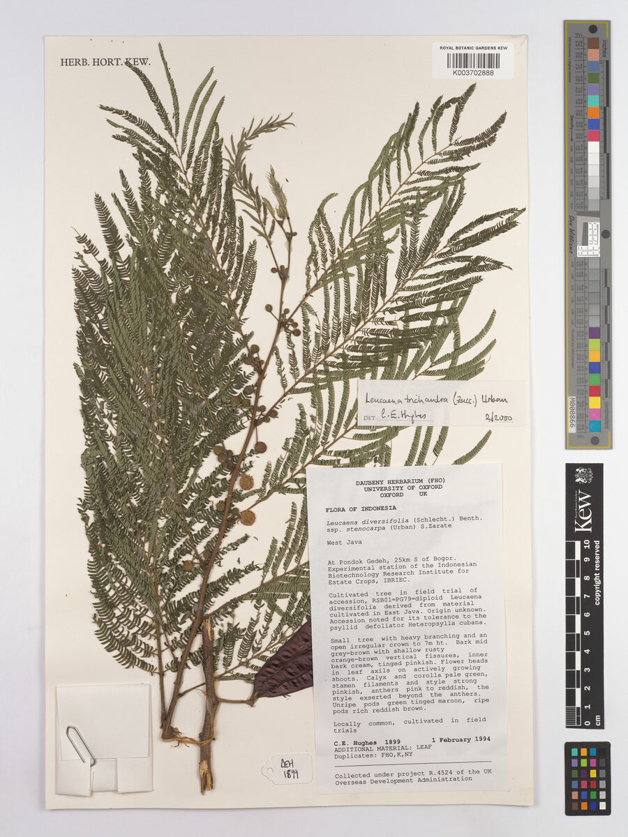Leucaena trichandra (Hairy stem lead tree) — photo