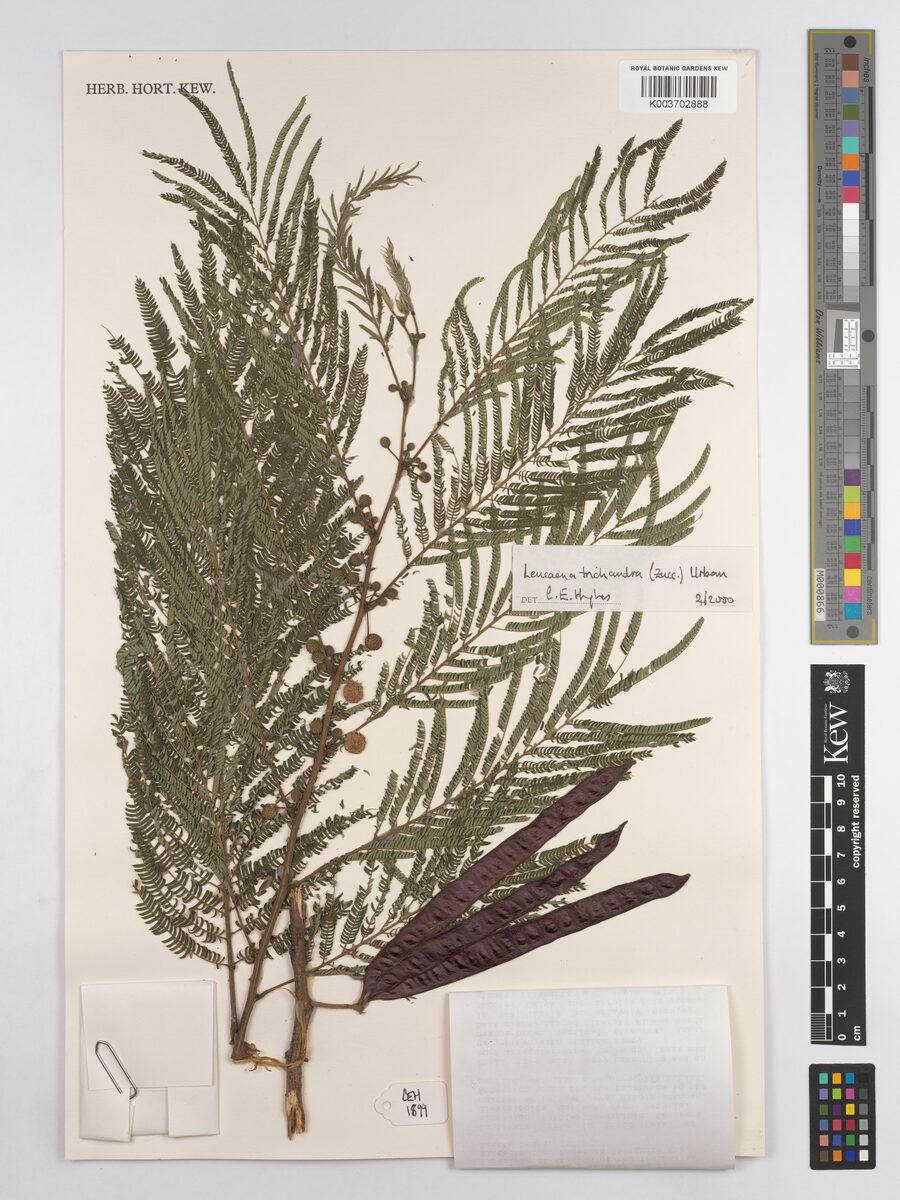 Leucaena trichandra (Hairy stem lead tree) — photo