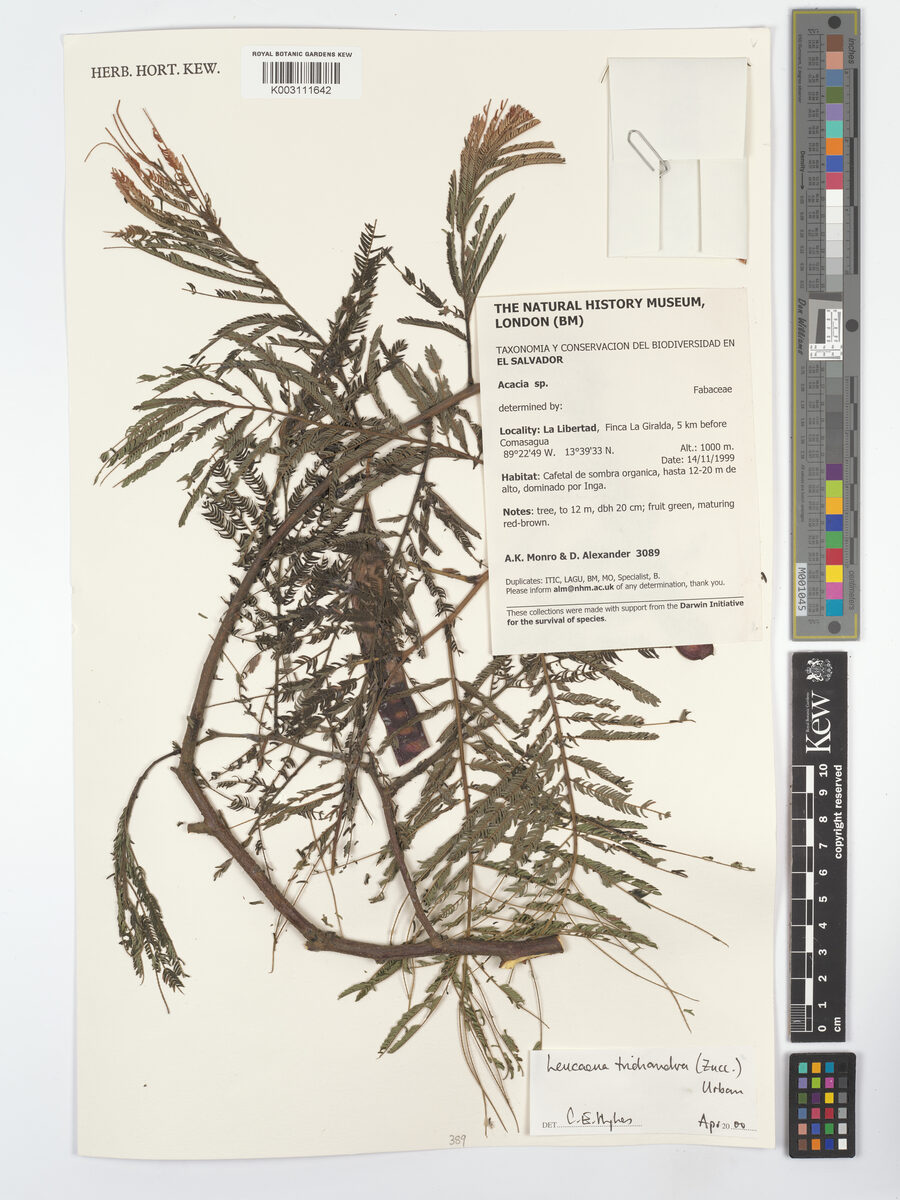 Leucaena trichandra