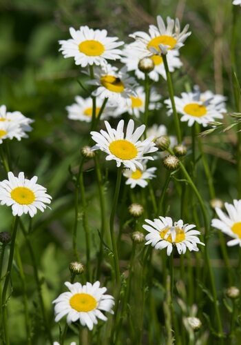 Leucanthemum vulgare (Ox-Eye Daisy) — photo