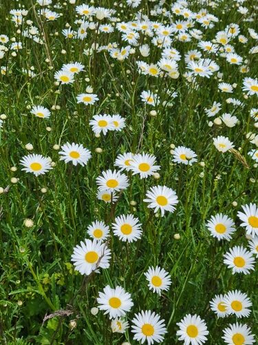 Leucanthemum vulgare (Ox-Eye Daisy) — photo