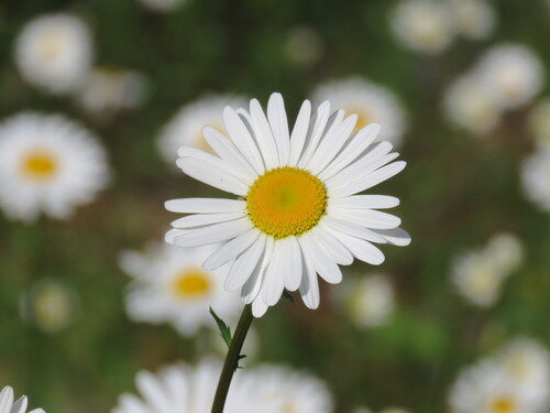 Leucanthemum vulgare