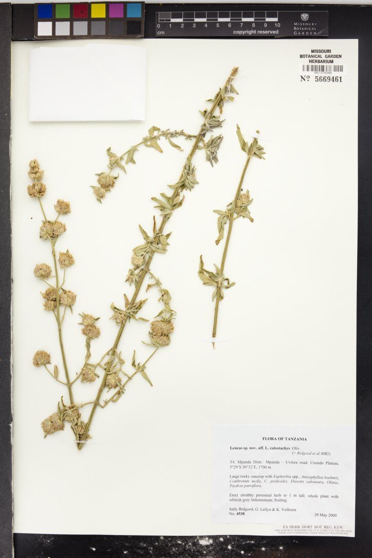 Leucas calostachys — photo