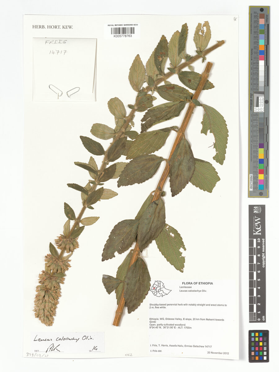 Leucas calostachys