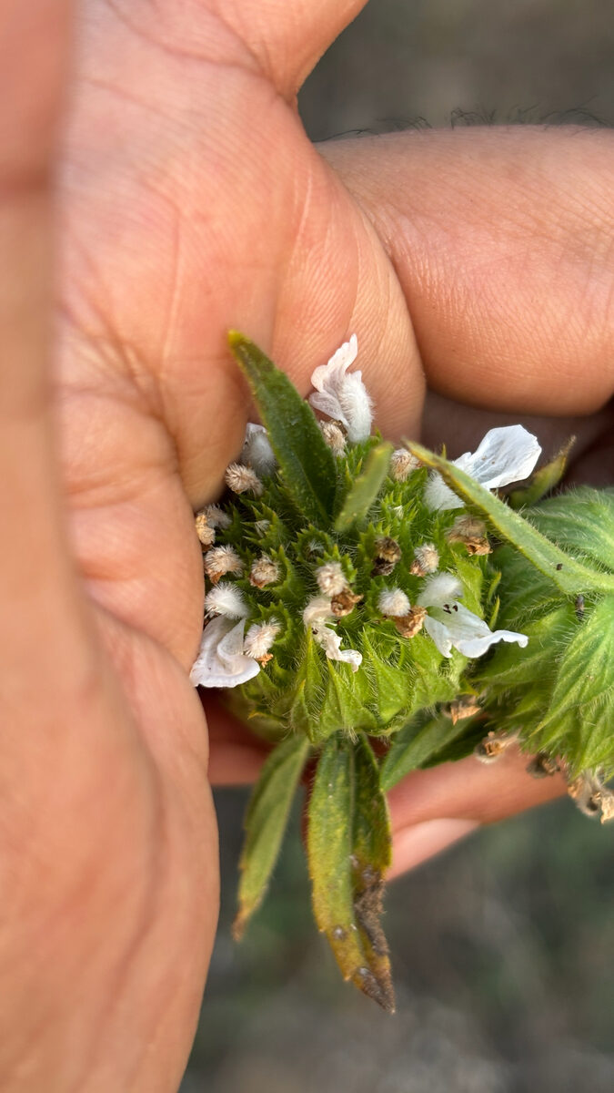 Leucas cephalotes - (Roth.)Spreng. (Spiderwort) — photo