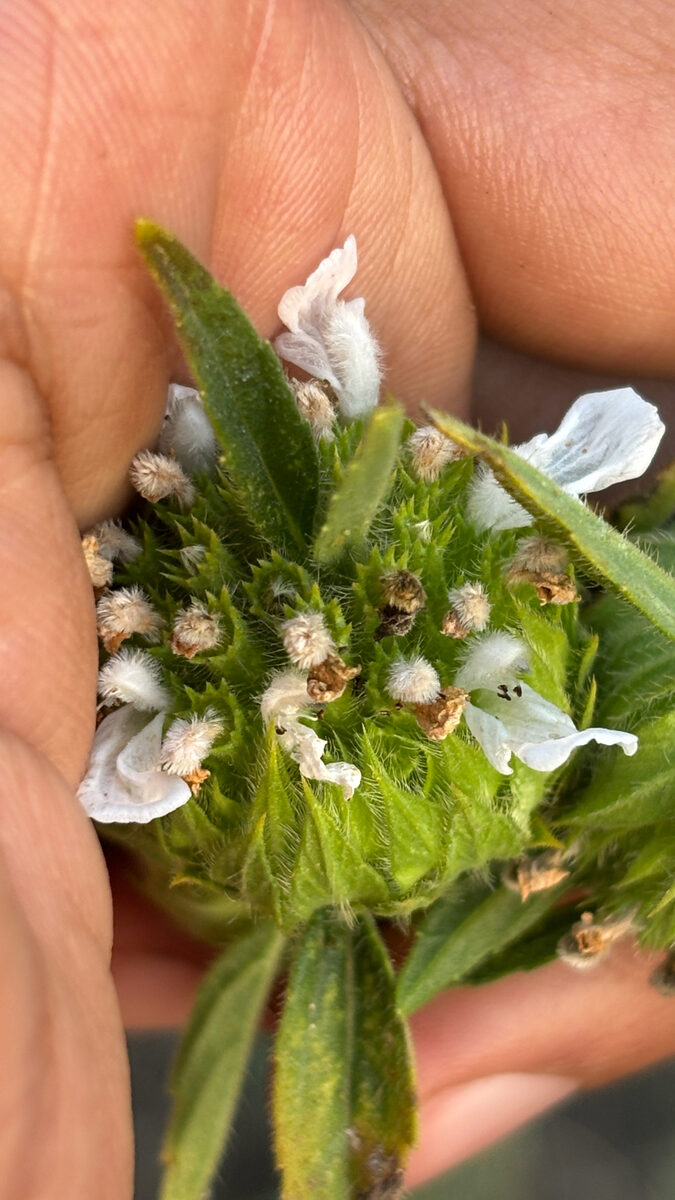 Leucas cephalotes - (Roth.)Spreng.