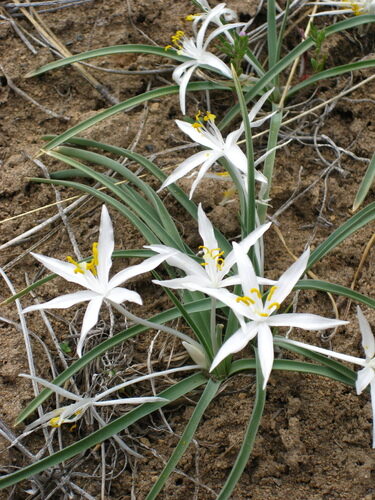 Leucocrinum montanum (Sand Lily) — photo
