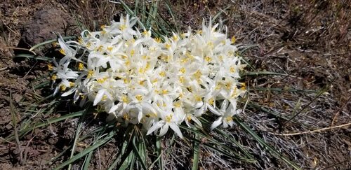 Leucocrinum montanum (Sand Lily) — photo