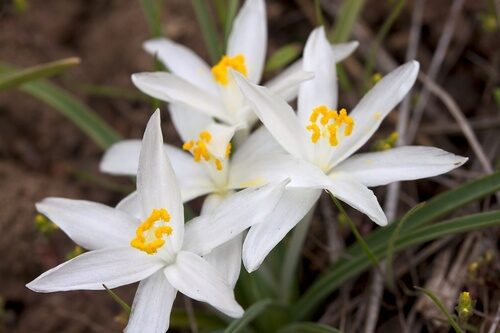 Leucocrinum montanum