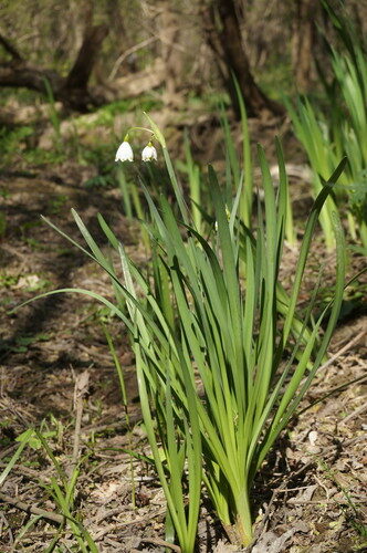 Leucojum aestivum (Summer Snowflake) — photo