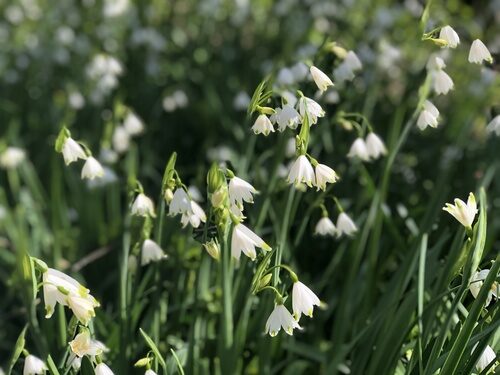 Leucojum aestivum (Summer Snowflake) — photo