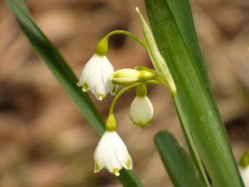 Leucojum vernum (Spring snowflake) — photo