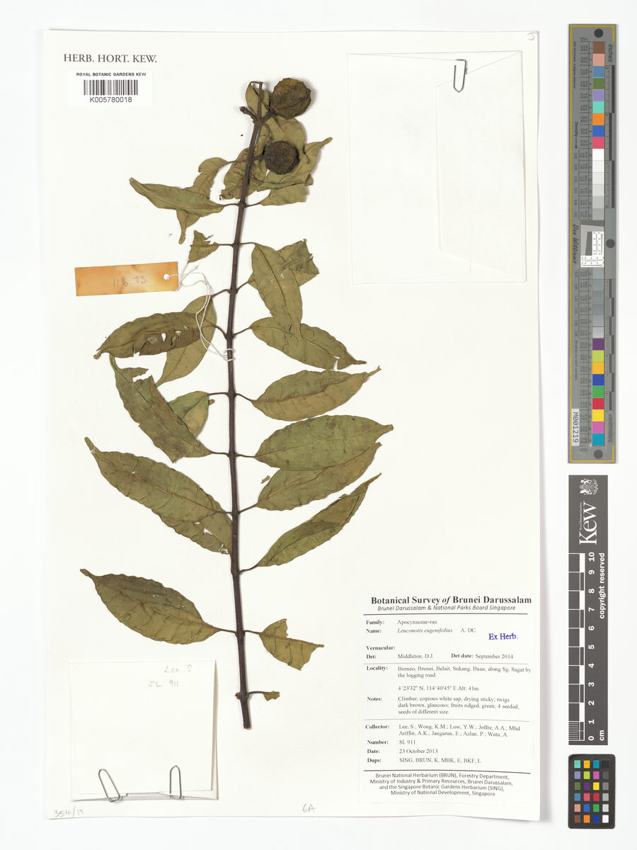 Leuconotis eugeniifolia (Leuconotis.) — photo