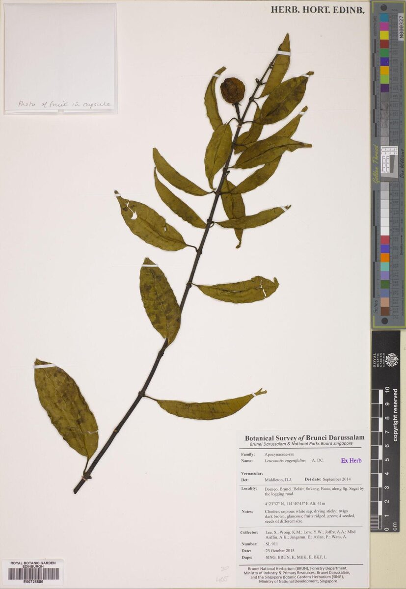 Leuconotis eugeniifolia