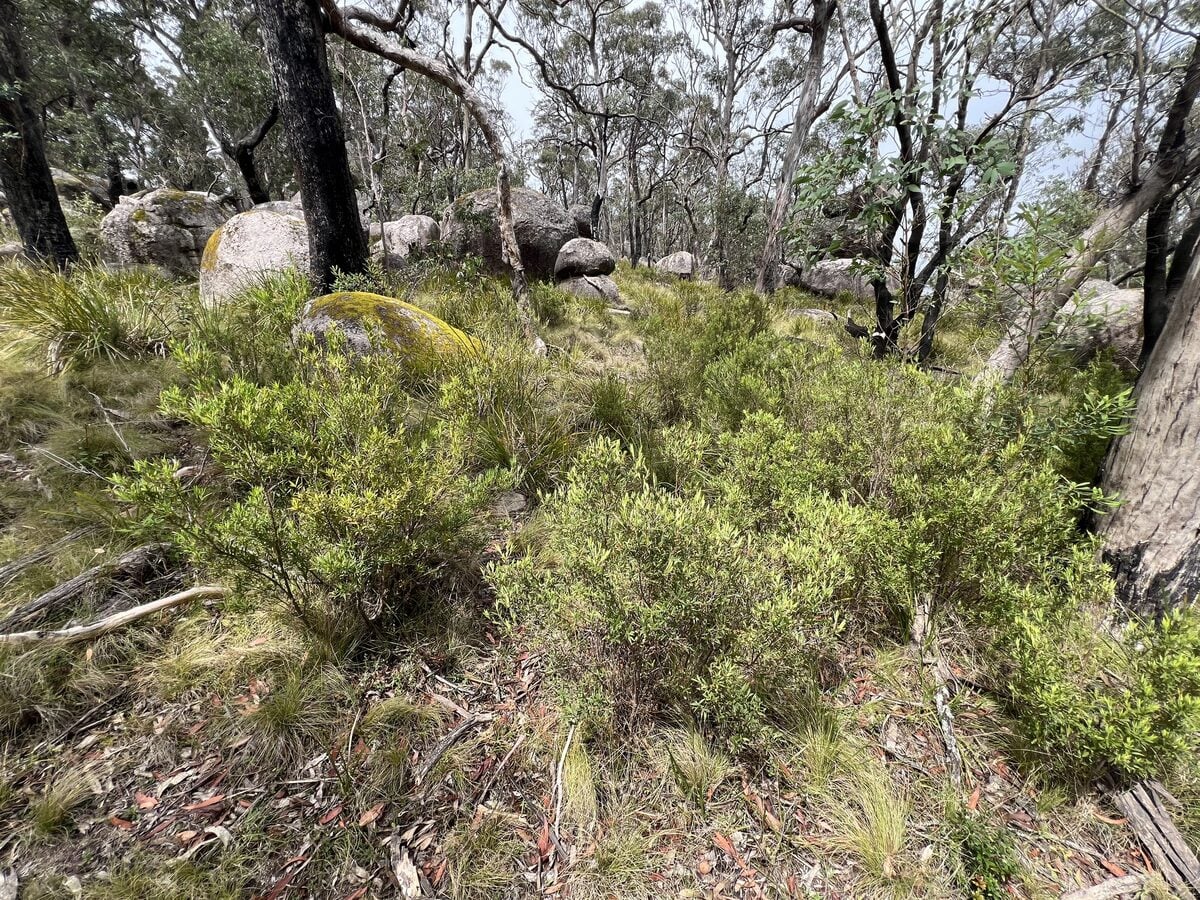 Leucopogon lanceolatus - (Sm.)R.Br. — photo
