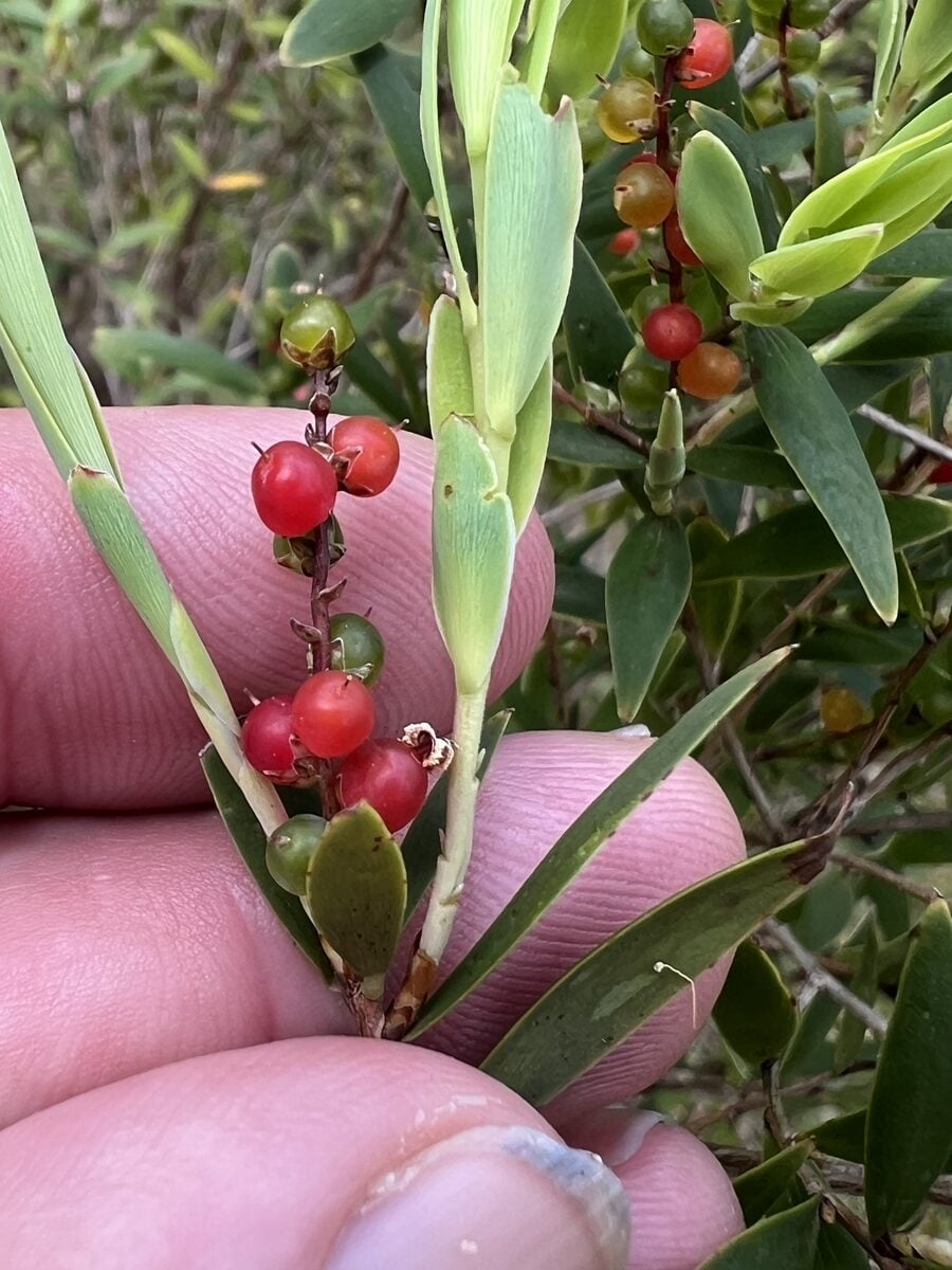 Leucopogon lanceolatus - (Sm.)R.Br. — photo