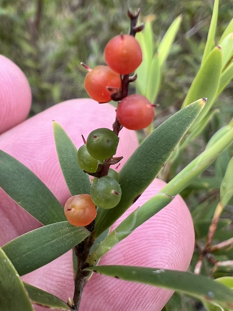 Leucopogon lanceolatus - (Sm.)R.Br.