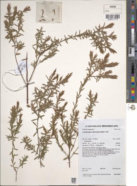 Leucopogon leptospermoides — photo