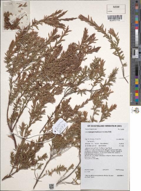 Leucopogon leptospermoides — photo