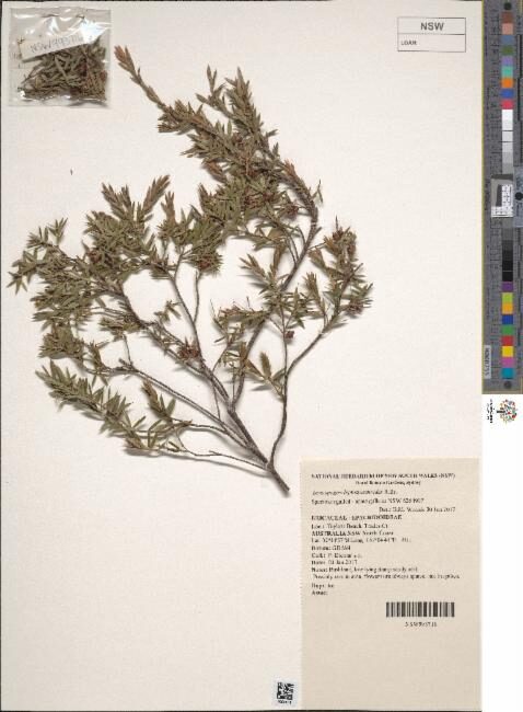 Leucopogon leptospermoides
