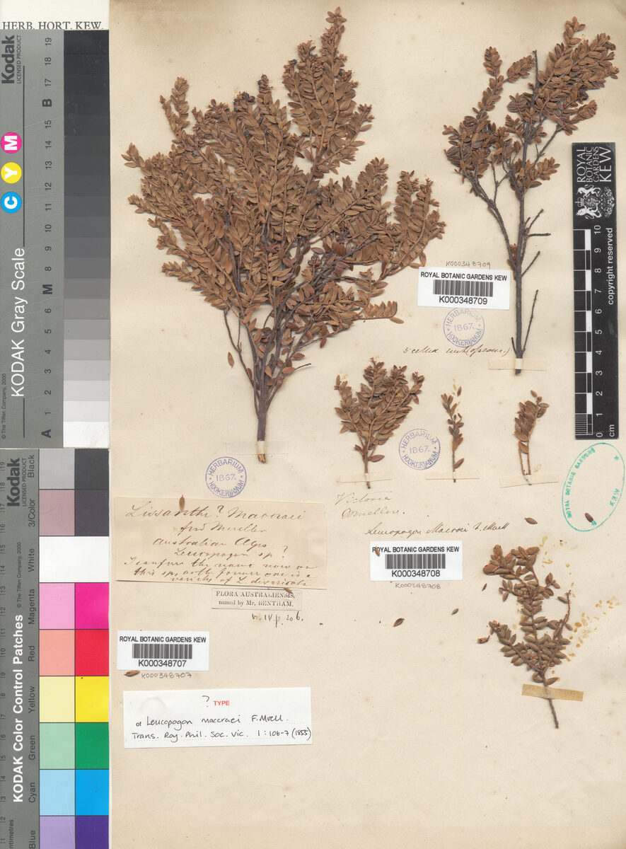 Leucopogon maccraei (Sub-alpine beard heath) — photo
