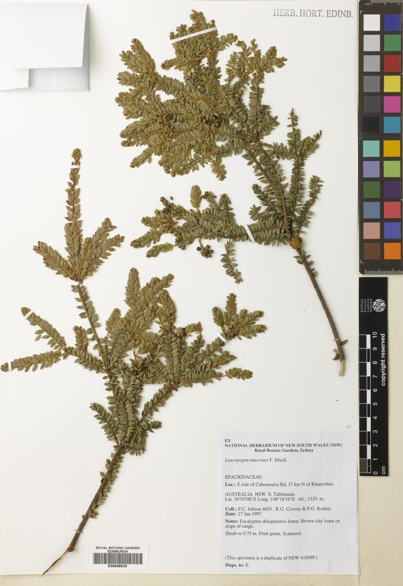 Leucopogon maccraei