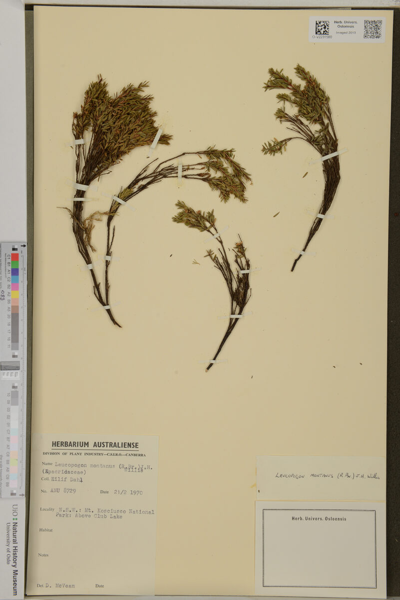 Leucopogon montanus - (R.Br.)J.H.Willis. — photo