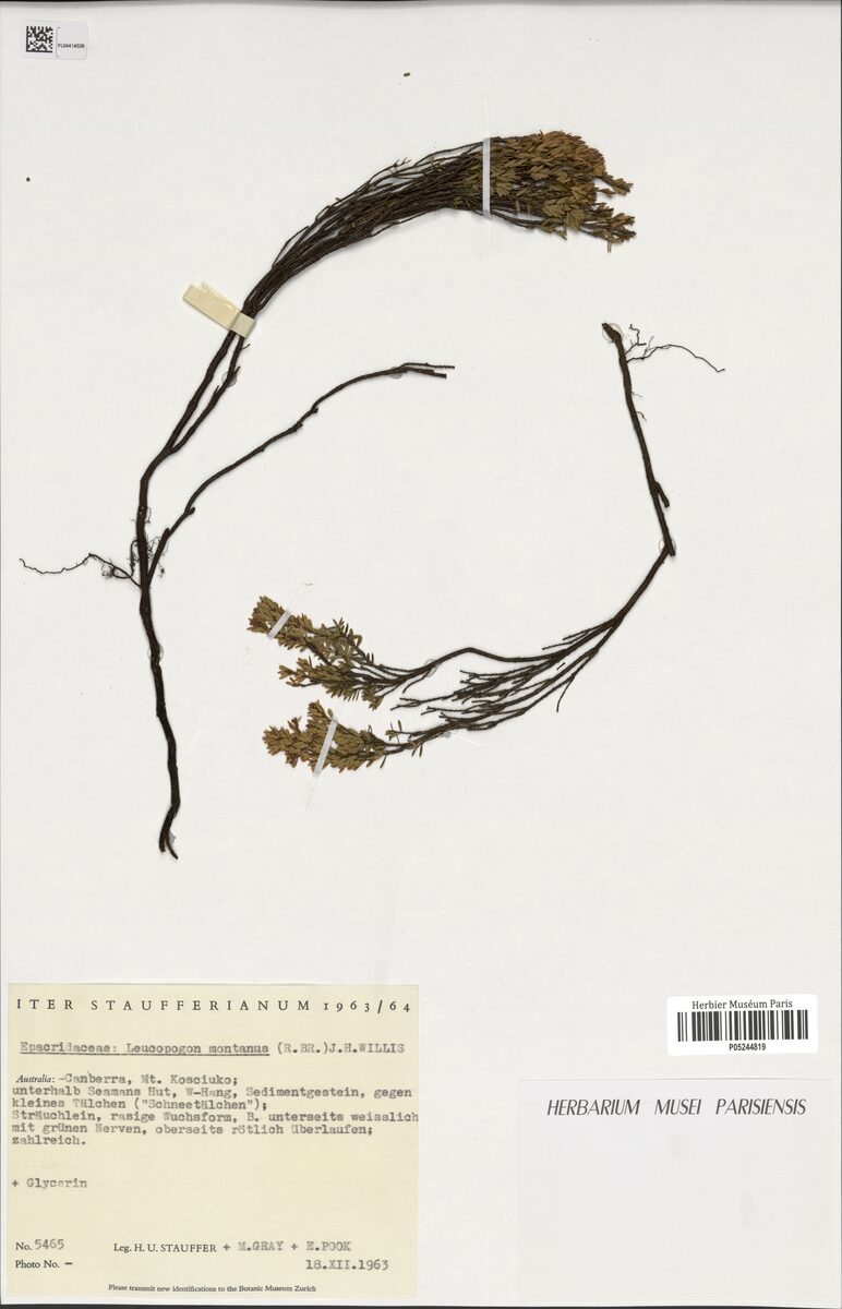 Leucopogon montanus - (R.Br.)J.H.Willis. — photo