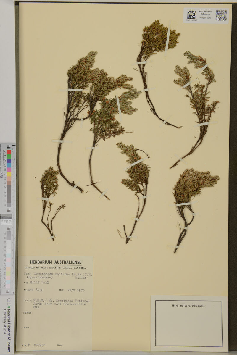 Leucopogon montanus - (R.Br.)J.H.Willis.