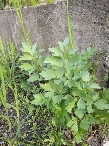 Levisticum officinale (Lovage) — photo
