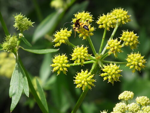 Levisticum officinale (Lovage) — photo