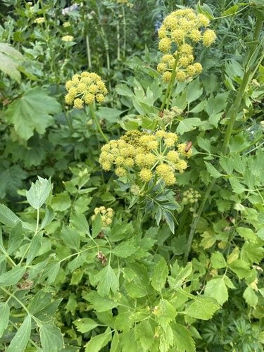 Levisticum officinale