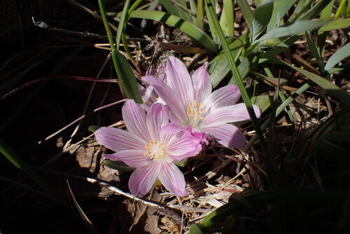 Lewisia brachycalyx (Shortsepal lewisia) — photo