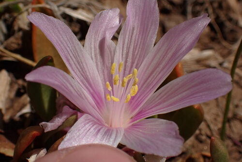 Lewisia brachycalyx (Shortsepal lewisia) — photo