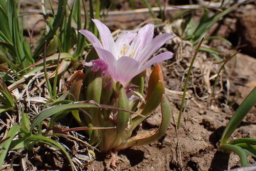 Lewisia brachycalyx