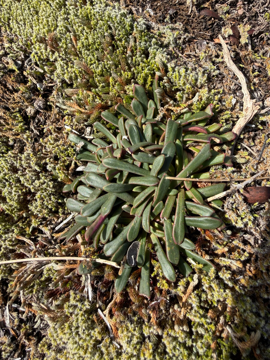 Lewisia columbiana - (Howell.)B.L.Rob. (Columbian Bitterroot) — photo