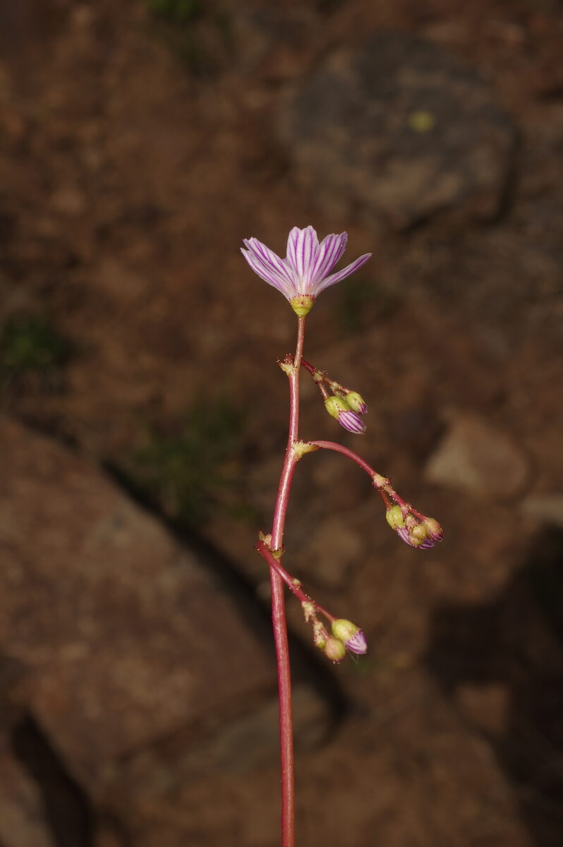 Lewisia columbiana - (Howell.)B.L.Rob. (Columbian Bitterroot) — photo