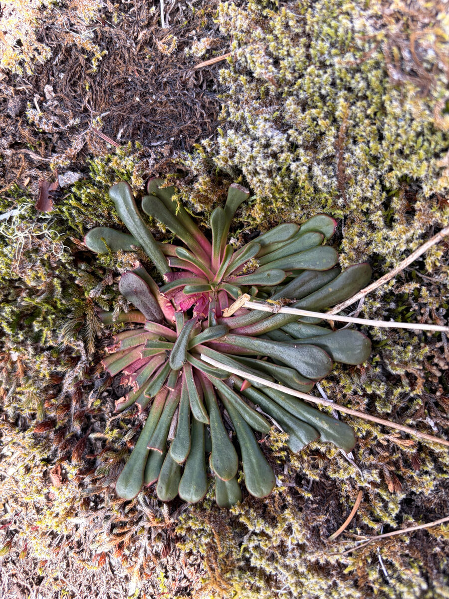 Lewisia columbiana - (Howell.)B.L.Rob.