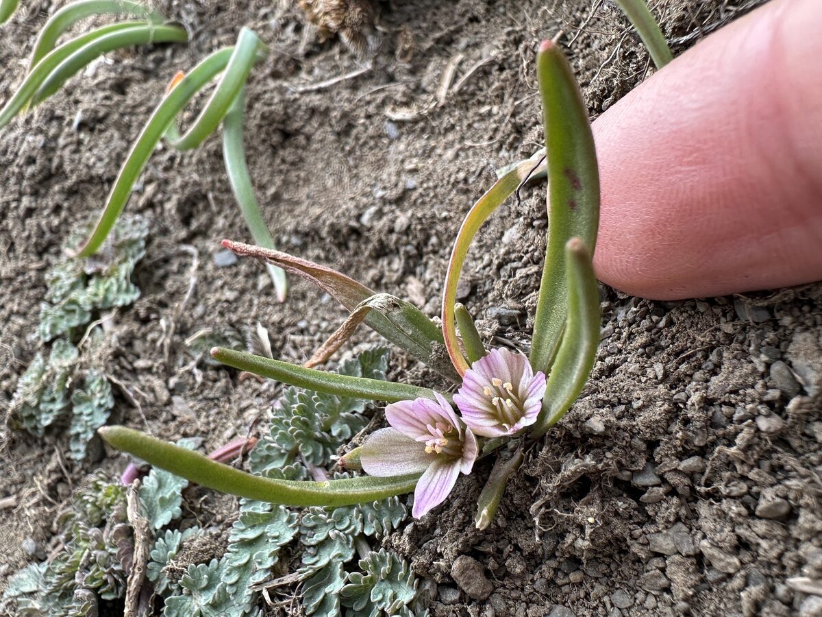 Lewisia pygmaea - (A.Gray.)B.L.Rob. (Pigmy Bitterroot) — photo