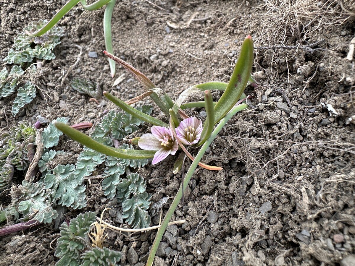 Lewisia pygmaea - (A.Gray.)B.L.Rob. (Pigmy Bitterroot) — photo