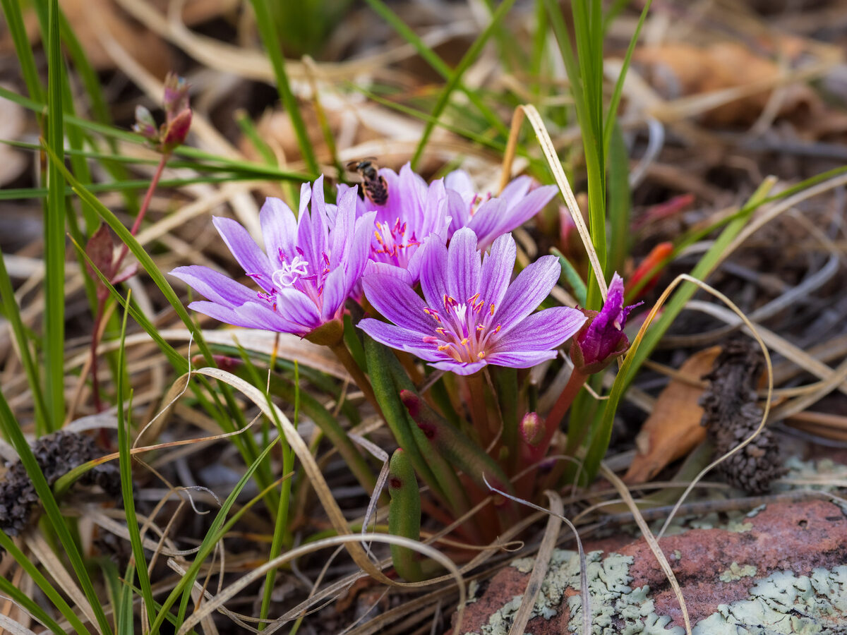 Lewisia pygmaea - (A.Gray.)B.L.Rob.