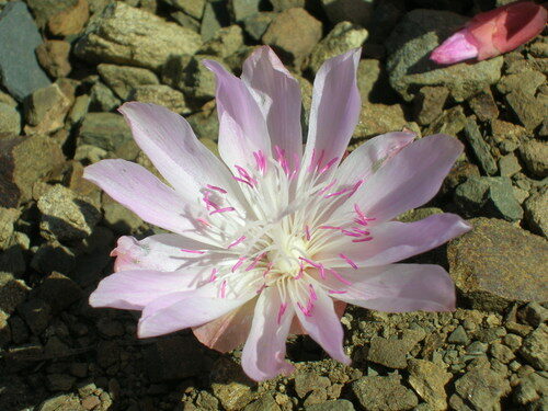 Lewisia rediviva (Bitter-Root) — photo