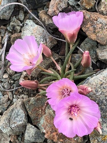Lewisia rediviva (Bitter-Root) — photo