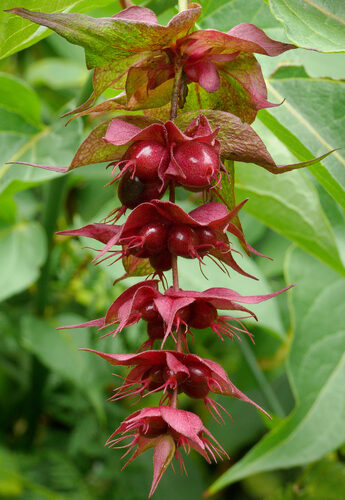 Leycesteria formosa (Himalayan Honeysuckle) — photo