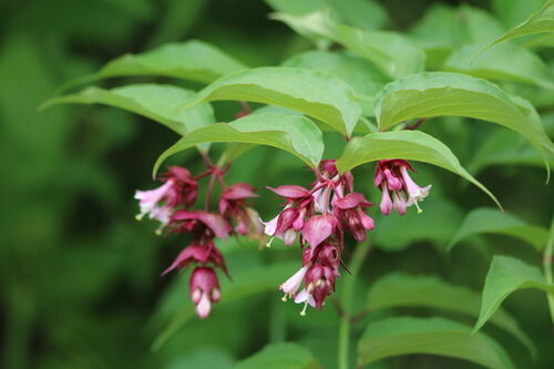 Leycesteria formosa (Himalayan Honeysuckle) — photo