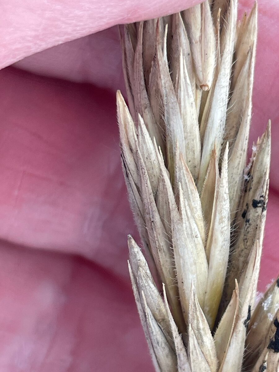 Leymus arenarius - (L.)Hochst. (Lyme Grass) — photo