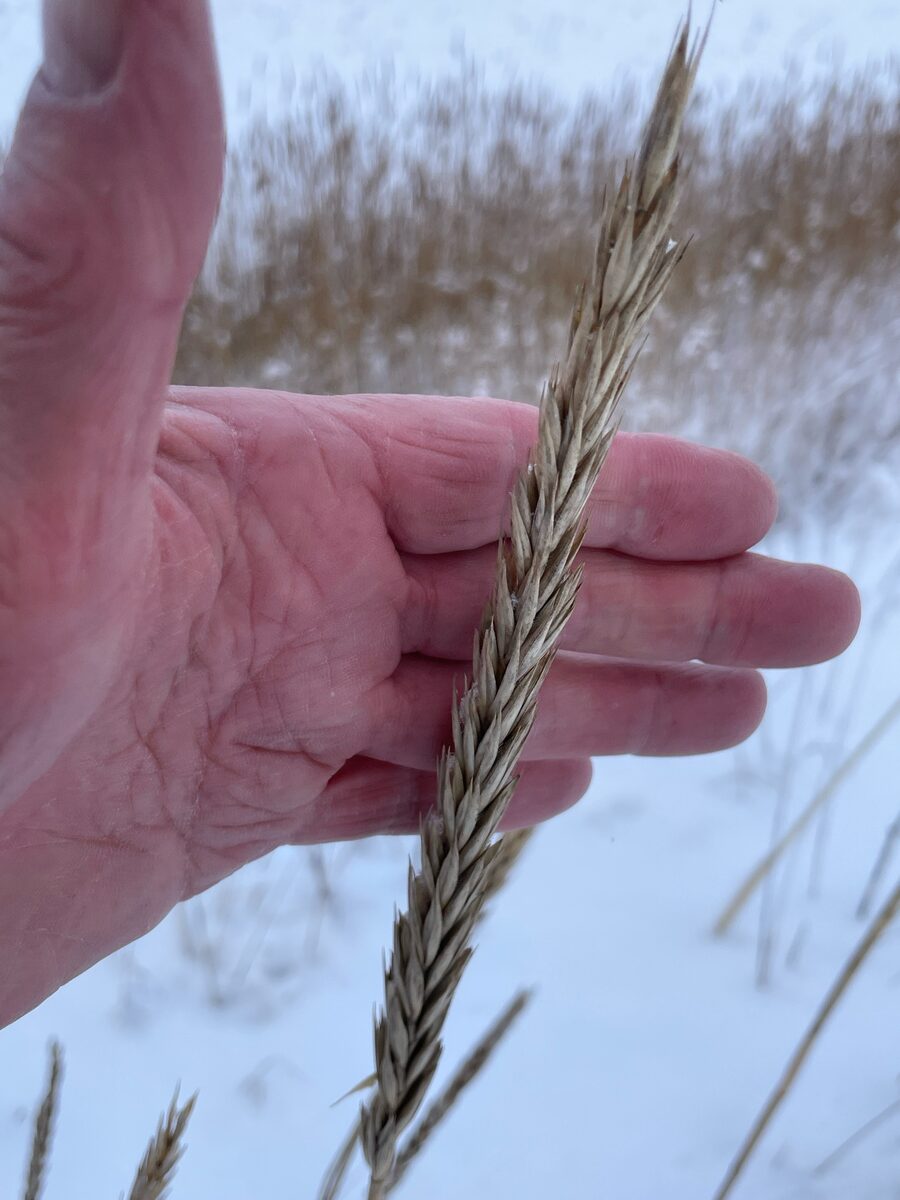 Leymus arenarius - (L.)Hochst. (Lyme Grass) — photo